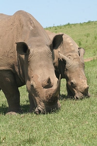 Rhinoceros horn dangerous