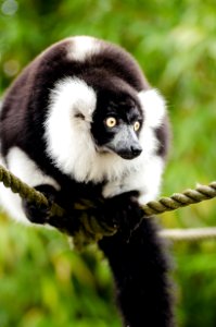 Black And White Ruffed Lemur