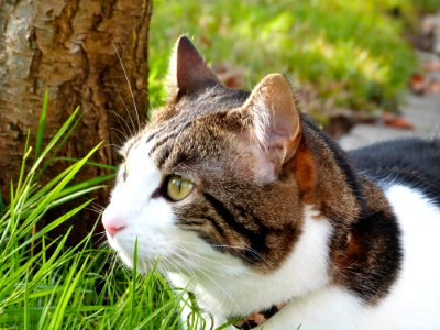 Domestic Cat In Green Grass