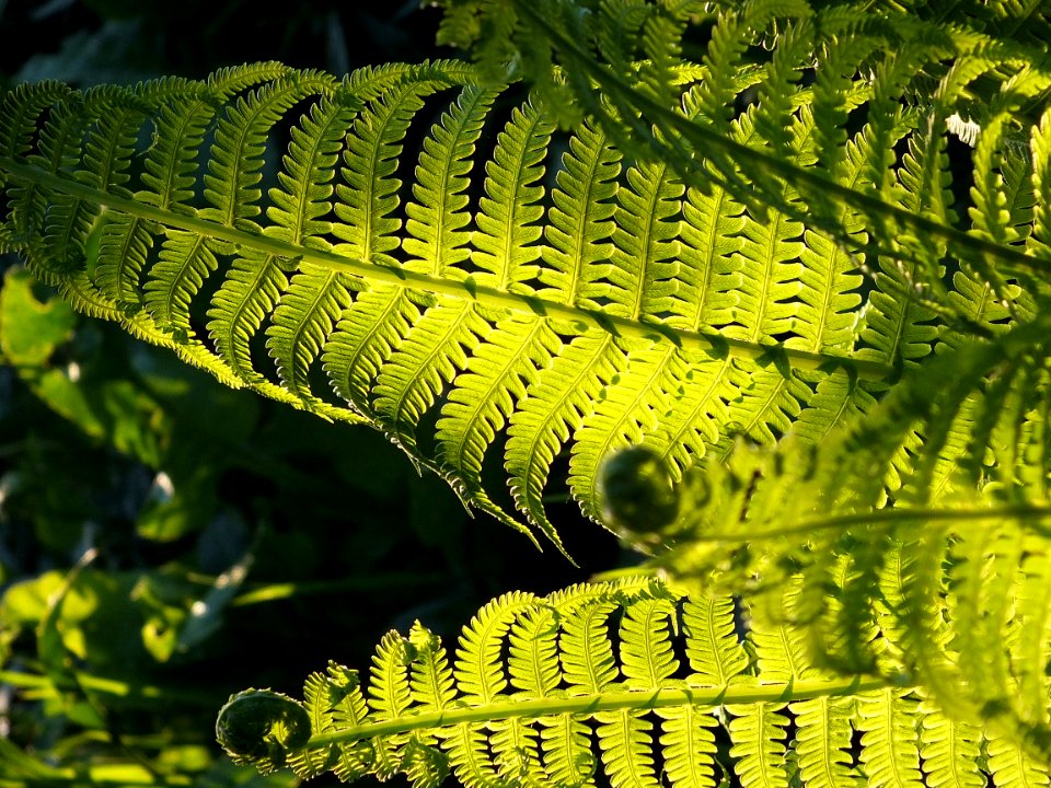 Fern Leaves In Sunshine