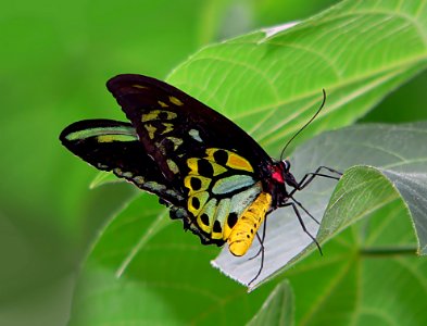 Cairns Birdwing On Leaf