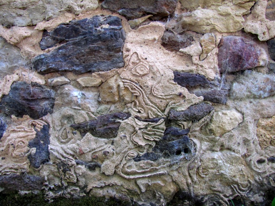 Bedrock Wood Formation Geological Phenomenon