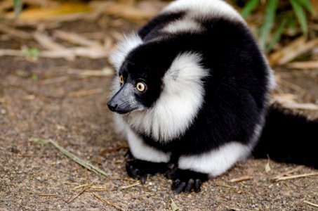 Black And White Ruffed Lemur