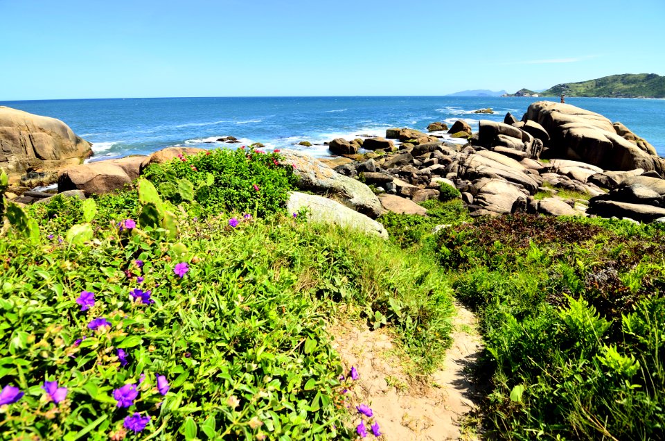 Wildflowers On Rocky Coastline