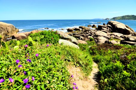 Wildflowers On Rocky Coastline