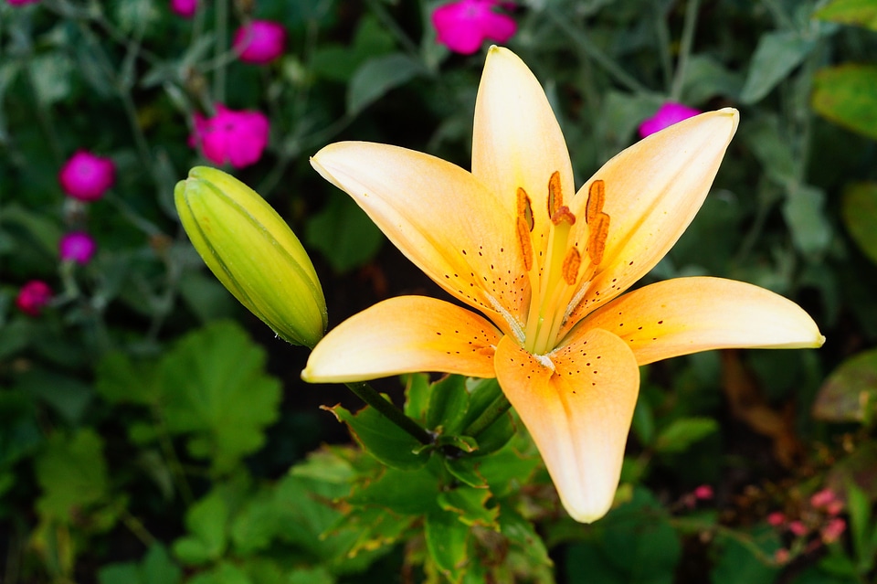Close up flora bright