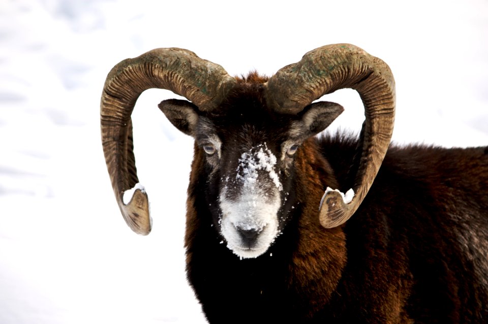 Mountain Ram photo