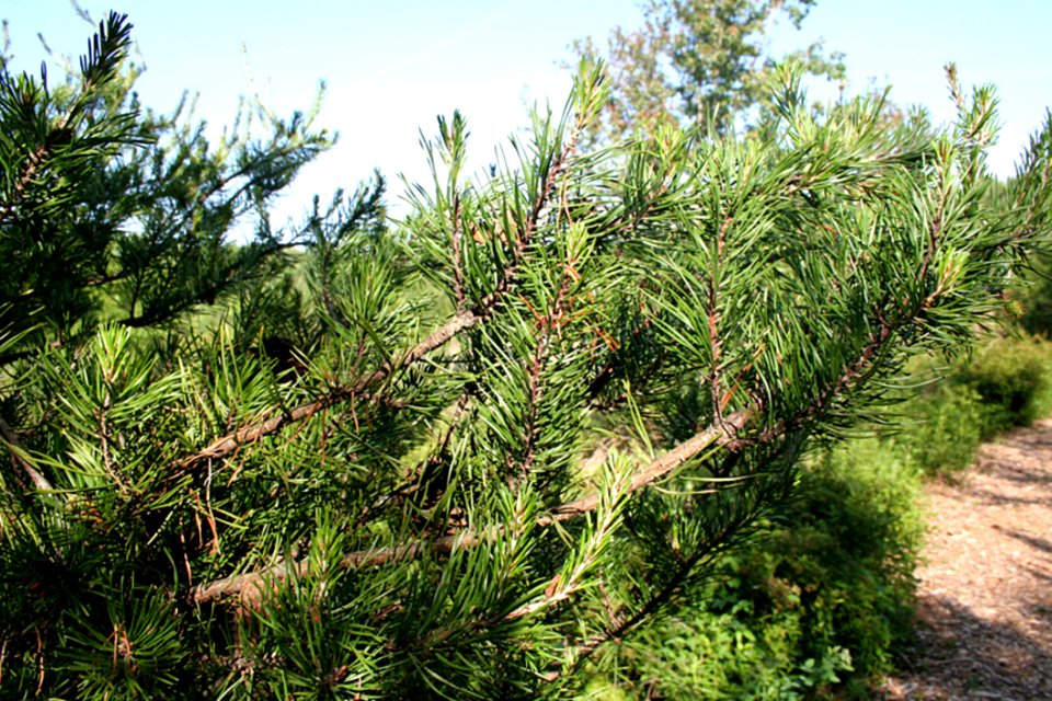 Plant Plant Community Sky Terrestrial Plant