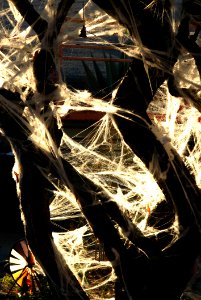 Fake Halloween Spiderwebs On Tree