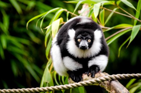 Black And White Ruffed Lemur