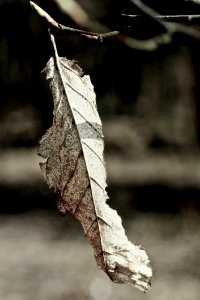 Lonely Leaf photo