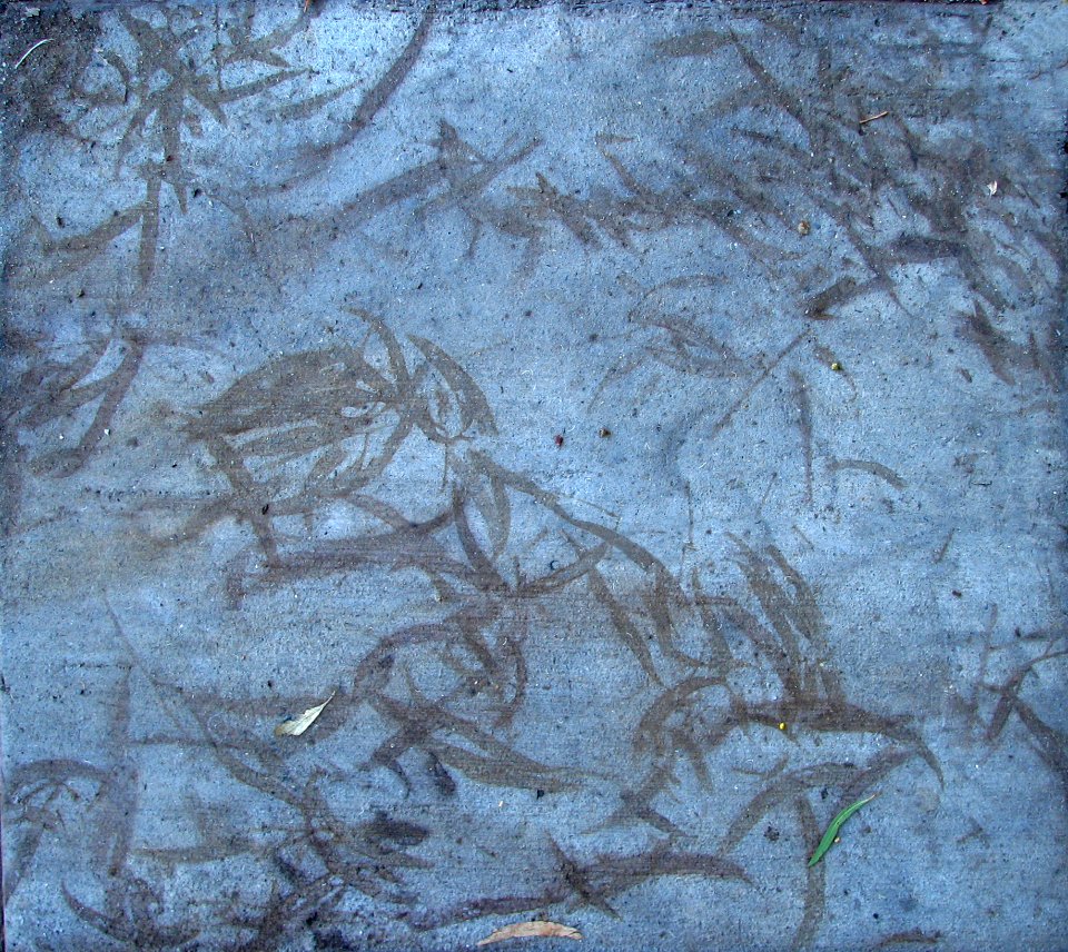 Eucalyptus Leaf Sidewalk Ghosts