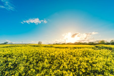 Field-flowers-yellow-agriculture photo