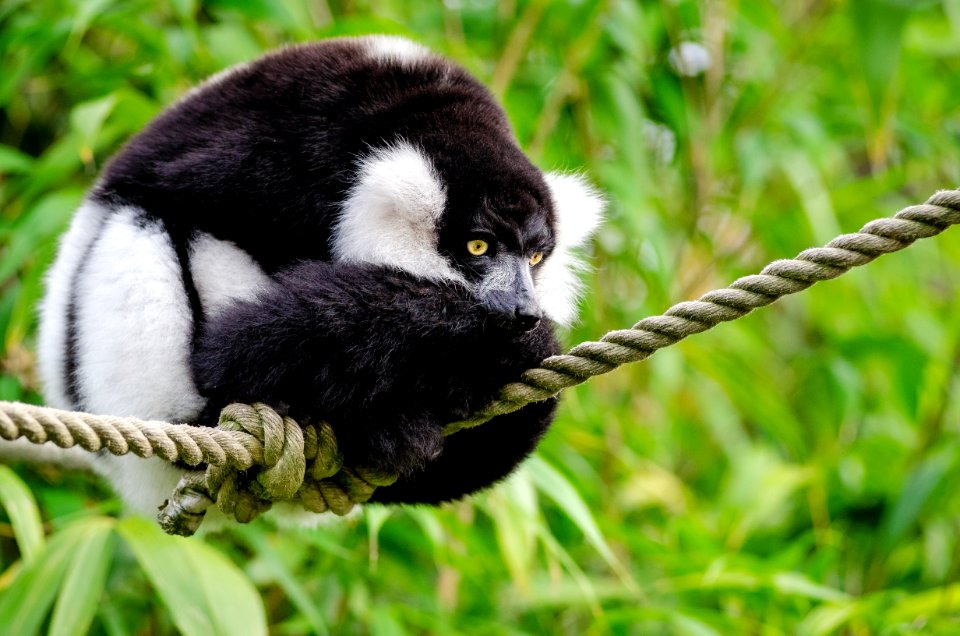 Black And White Ruffed Lemur