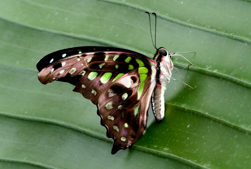 Tailed Jay(Graphium Agamemnon)