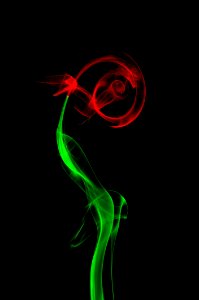 Smoke Rose photo