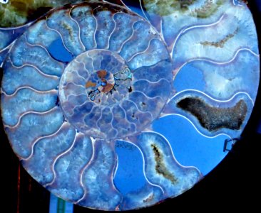 Ammonite 3 (blue) photo