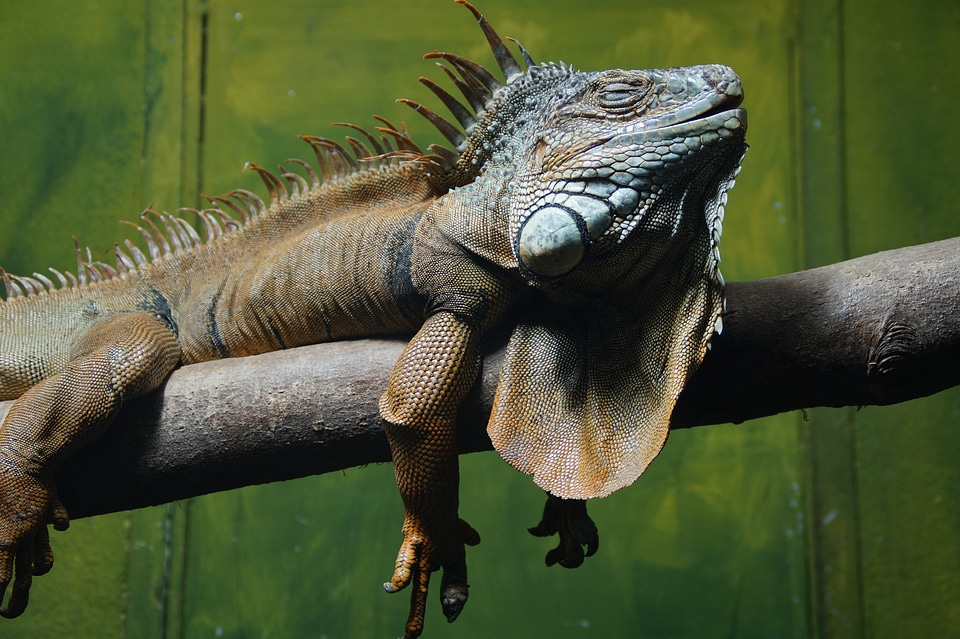 Dragon relaxed relaxation