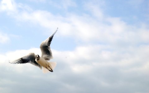 Bird In Flight - Photofanatix0925