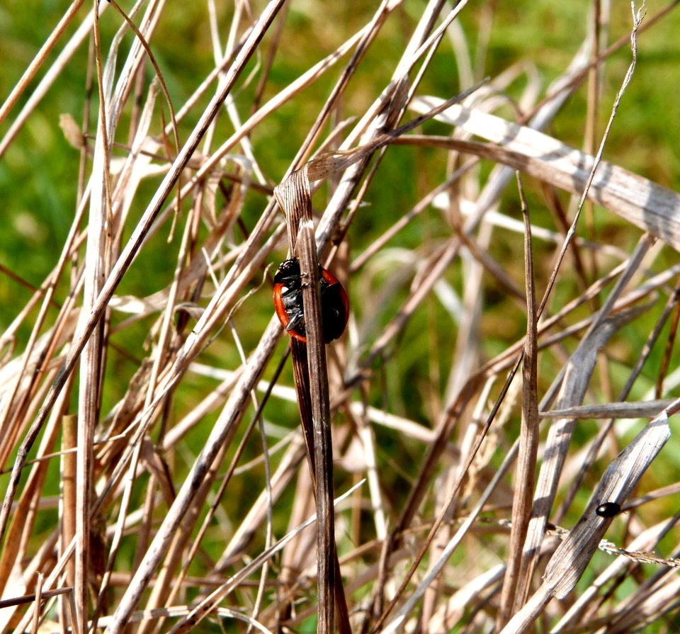 Ladybird Adventure