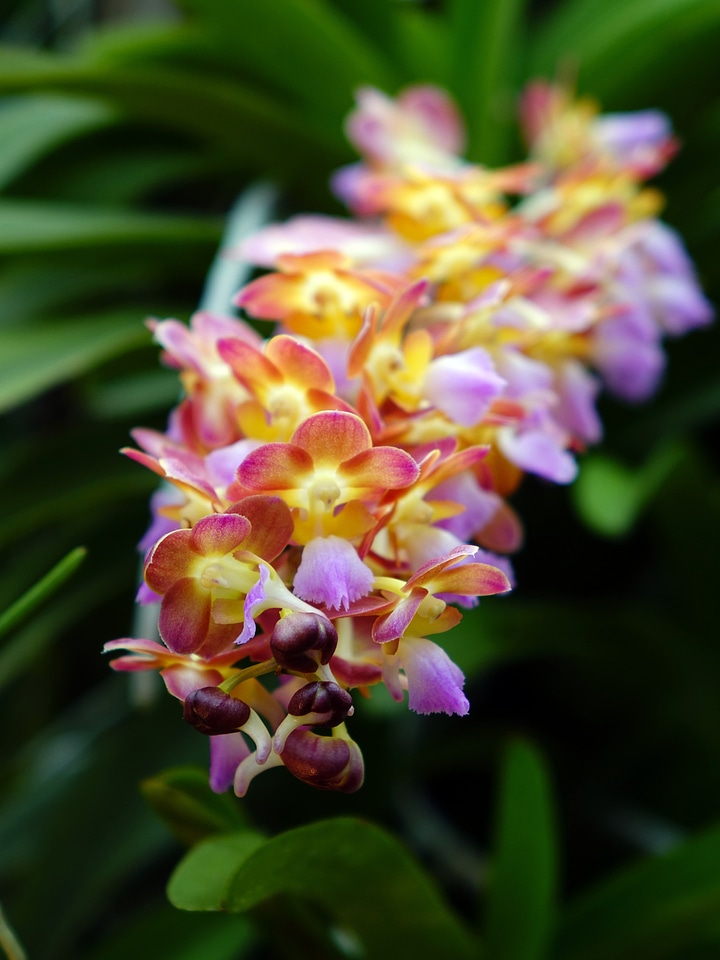 Bloom branch closeup