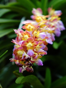 Bloom branch closeup
