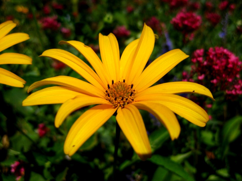 Yellow Daisy Close-up