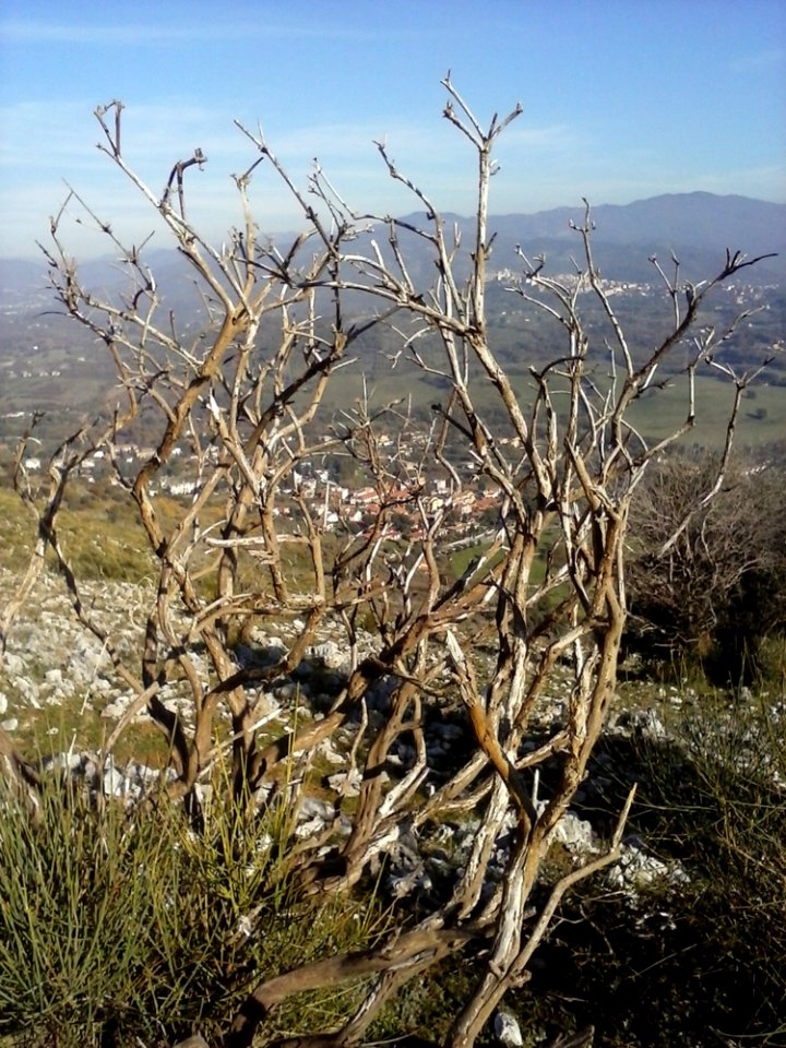Sky Plant Plant Community Branch