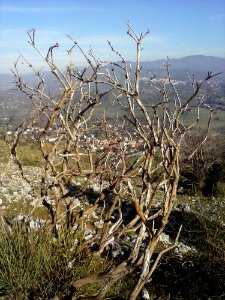 Sky Plant Plant Community Branch