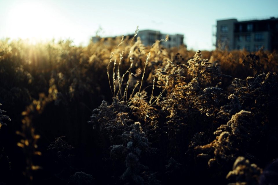 Sunset In Suburbs