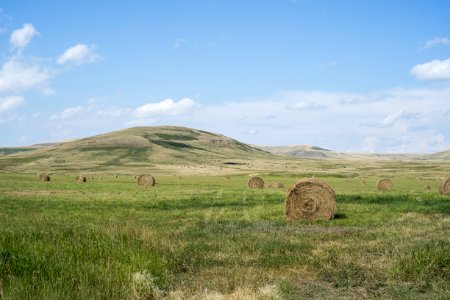 Hay Bales In Field