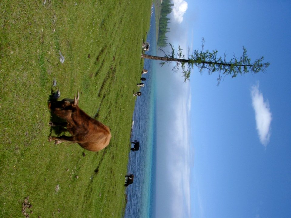Cows Grazing In Green Field