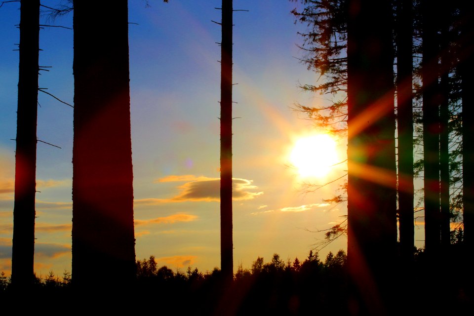 Silhouette Of Trees During Golden Hour