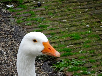 Goose Head