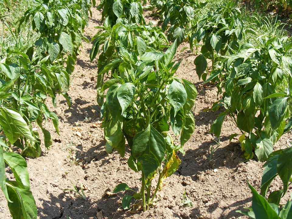Pepper plant vegetables