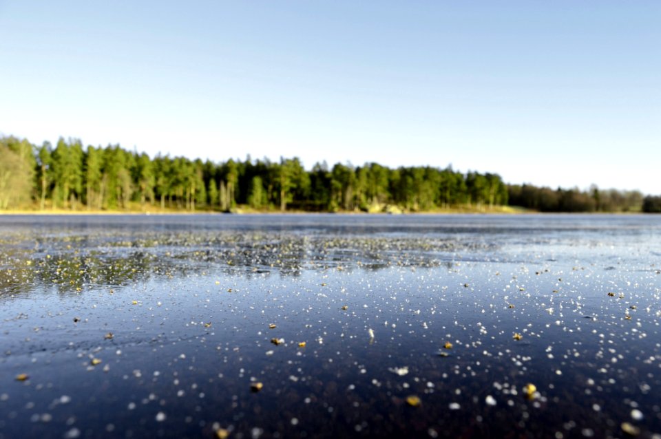 Pine Forest On Lake photo