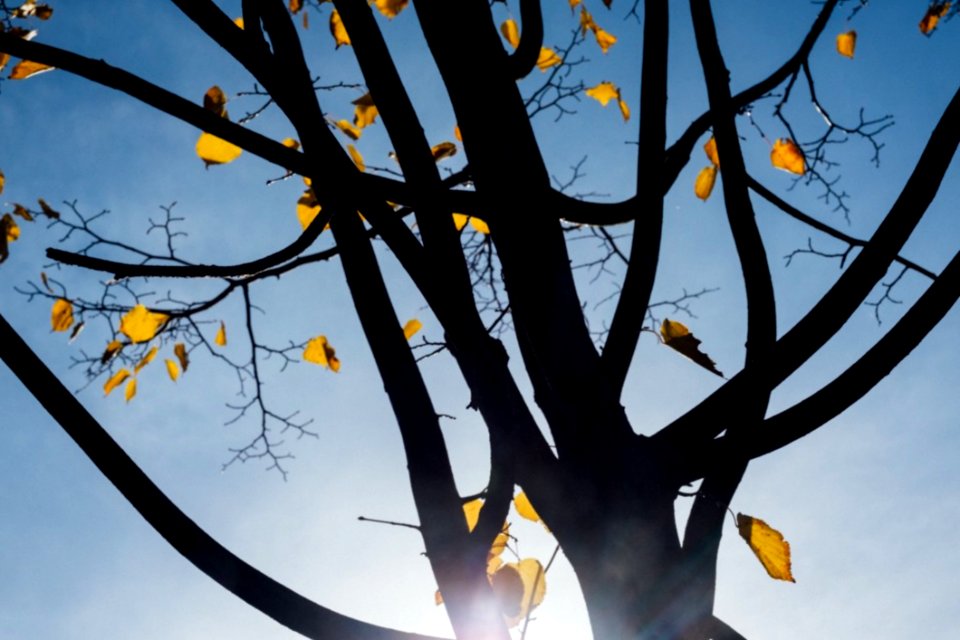 Autumn Tree Leaves photo