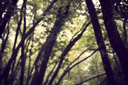 Nature Background