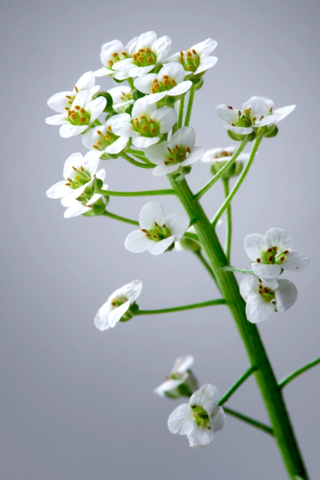 Sweet Alyssum