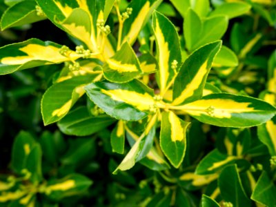 Yellow And Green Plant Leaves photo
