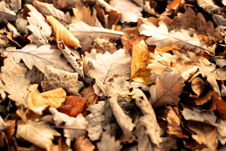 Autumn Leaves