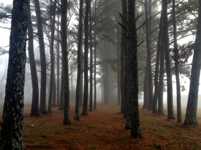Rows Of Trees Amidst Fog