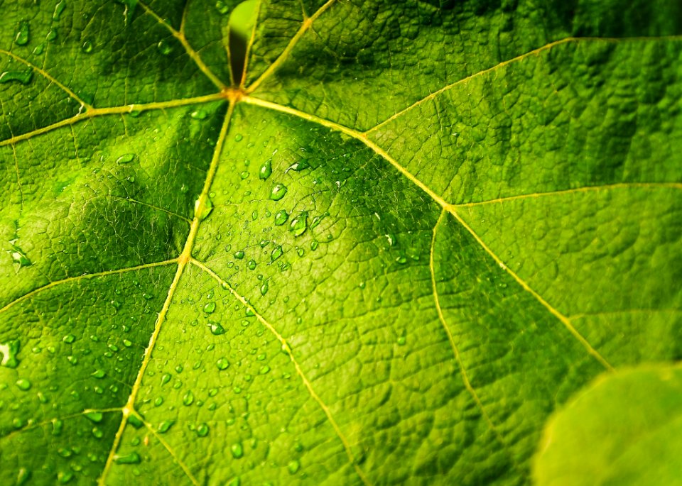 Green Leaves Closeup