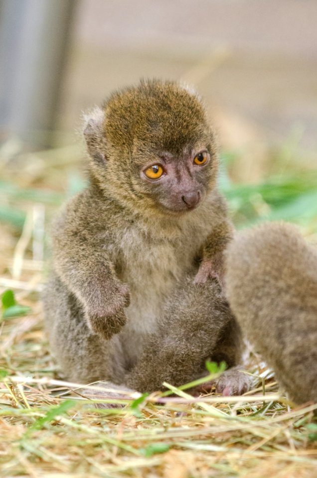 Greater Bamboo Lemur Baby