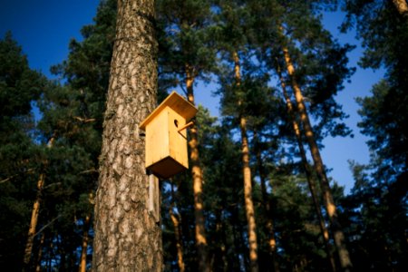 Nestling Box photo