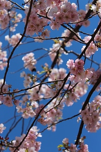 Flower cherry trees cherry