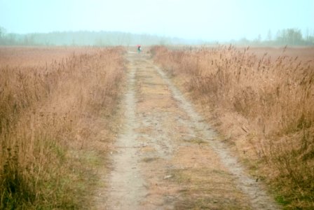 Walking In Field photo
