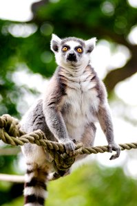 Ring-Tailed Lemur