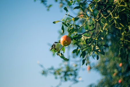Apple Tree And Mistletoe photo