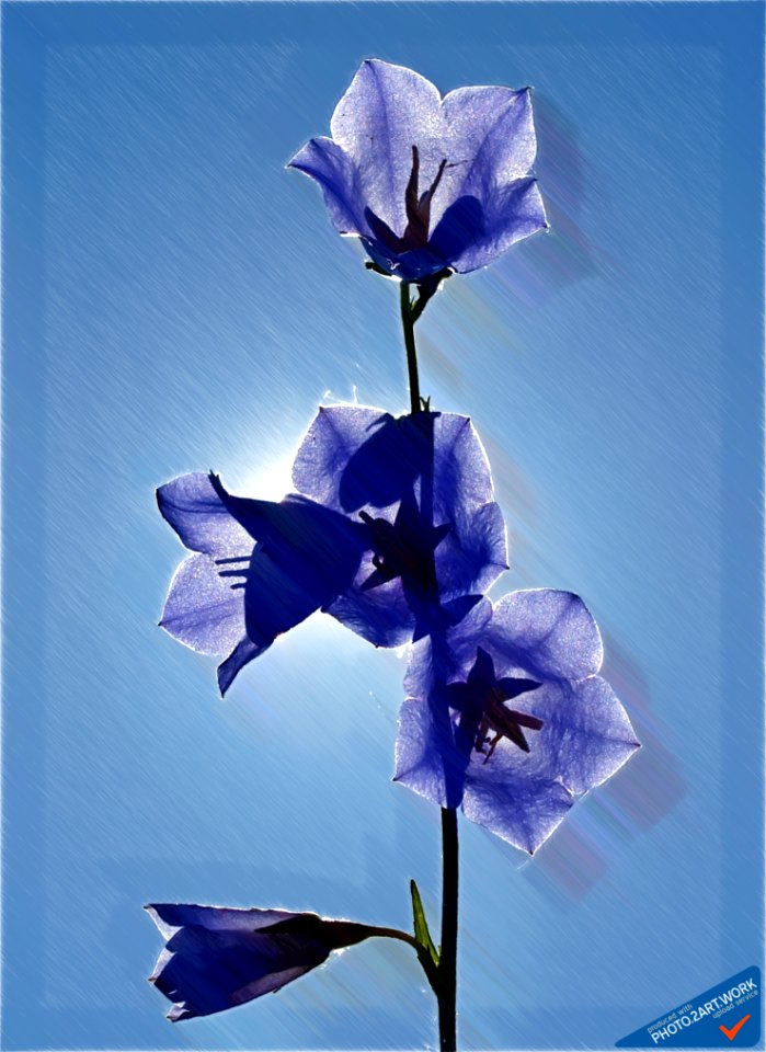 Bellflower - ID 16235-220253-0816